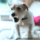 Image for article titled Study Finds Giving CBD To Pet Fails To Address Root Issue Of Letting Crazed Monster Live In Your Home